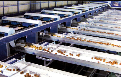 Kiwi Fruit Sorting, Grading and Packing machines, Processing Plant