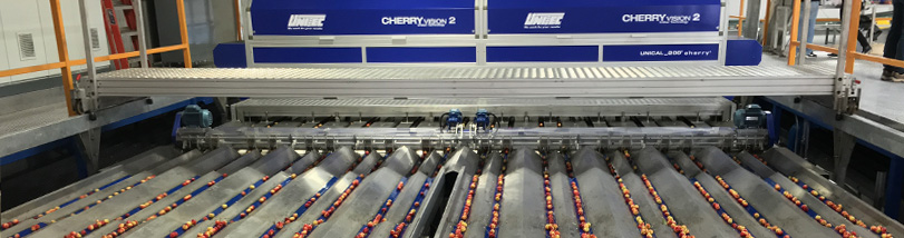 Innovative system for red and Rainier cherries in California