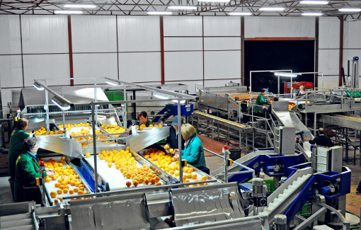A processing plant of oranges at work